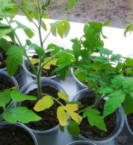 Răsaduri de tomate galben ce să facă Răsaduri de tomate galben ce să facă