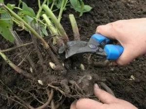 Ce a planta un Phlox