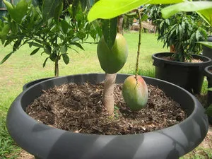 Noi creștem mango acasă Noi creștem mango acasă