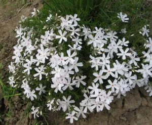 Ce a planta un Phlox