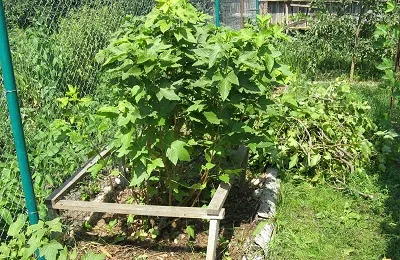 răsaduri de coacaze