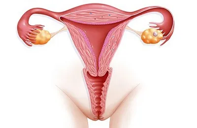 Cum să taie uterului Cum să taie uterului