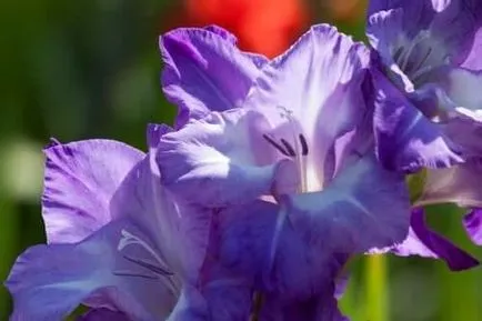 Ce plantat gladiole