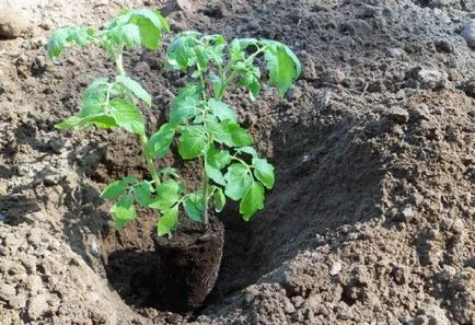 Cum să planteze roșii și când