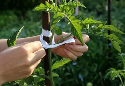 Cum să planteze roșii și când