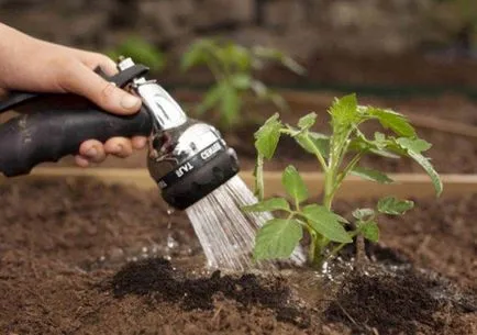 Cum să planteze roșii și când