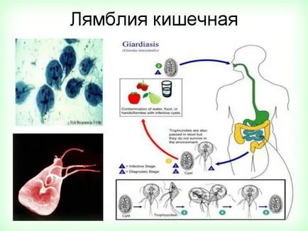 Simptomele care au viermi