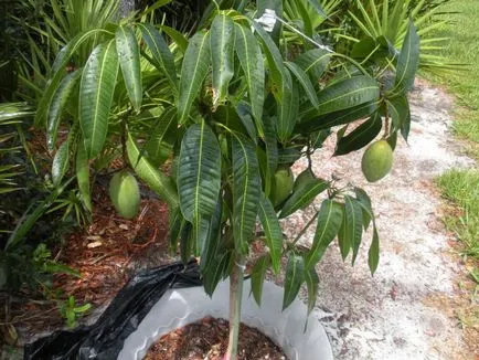 Noi creștem mango acasă Noi creștem mango acasă