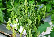 Răsaduri de tomate galben ce să facă Răsaduri de tomate galben ce să facă