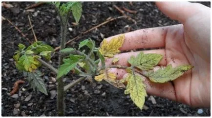 Răsaduri de tomate galben ce să facă Răsaduri de tomate galben ce să facă