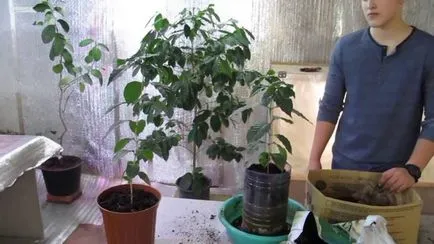 de îngrijire la domiciliu arabica Cafea de îngrijire la domiciliu arabica Cafea