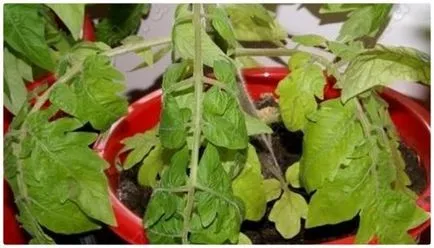 Răsaduri de tomate galben ce să facă Răsaduri de tomate galben ce să facă