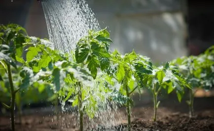 Răsaduri de tomate galben ce să facă Răsaduri de tomate galben ce să facă
