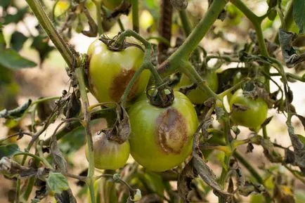 Răsaduri de tomate galben ce să facă Răsaduri de tomate galben ce să facă