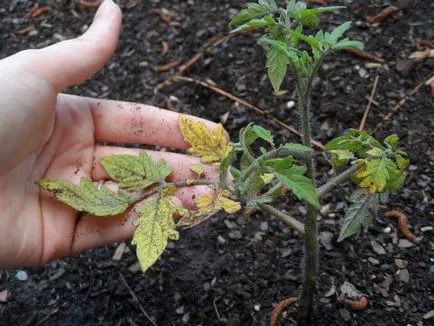 Răsaduri de tomate galben ce să facă