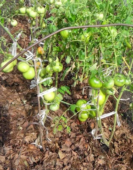 Răsaduri de tomate galben ce să facă Răsaduri de tomate galben ce să facă