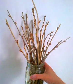 răsaduri de coacaze