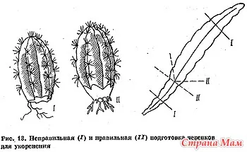 Așa cum am un cactus Așa cum am un cactus