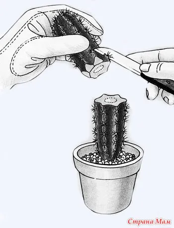 Așa cum am un cactus Așa cum am un cactus