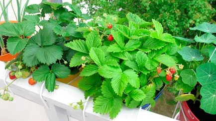 Cultivarea plantelor de căpșun în cutii Cultivarea plantelor de căpșun în cutii
