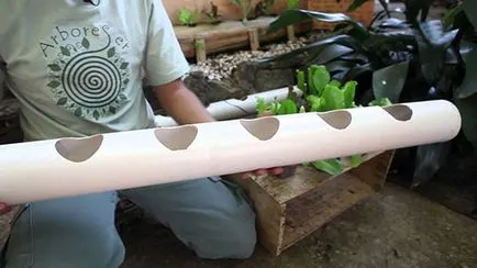 Cultivarea plantelor de căpșun în cutii Cultivarea plantelor de căpșun în cutii