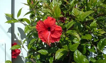 Cum se propaga Hibiscus Cum se propaga Hibiscus