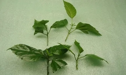 Cum se propaga Hibiscus Cum se propaga Hibiscus