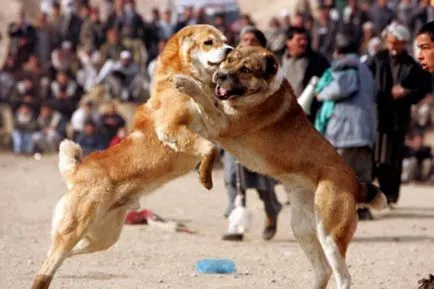 câine de câine de luptă câine de câine de luptă