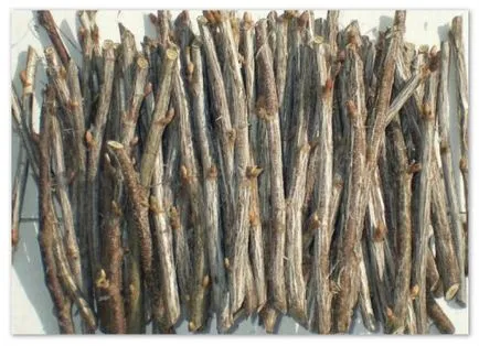 răsaduri de coacaze