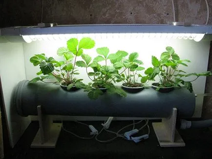 Cultivarea plantelor de căpșun în cutii Cultivarea plantelor de căpșun în cutii
