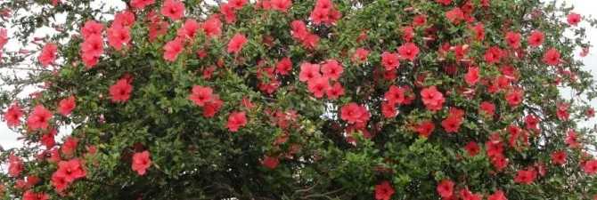 Cum se propaga Hibiscus Cum se propaga Hibiscus