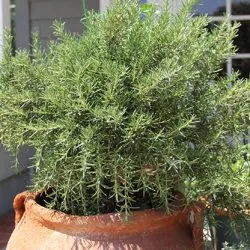 Cultivarea Rosemary Casa Cultivarea Rosemary Casa