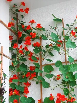 Flori în creștere pe balcon Flori în creștere pe balcon