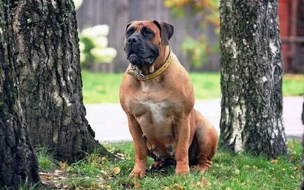 Cele mai mari rase de câini
