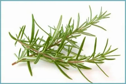 Cultivarea Rosemary Casa Cultivarea Rosemary Casa