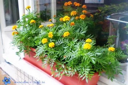 Flori în creștere pe balcon Flori în creștere pe balcon