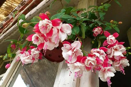 Flori în creștere pe balcon Flori în creștere pe balcon