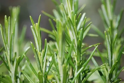 Cultivarea Rosemary Casa