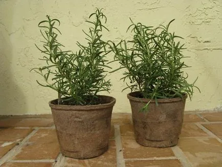 Cultivarea Rosemary Casa Cultivarea Rosemary Casa