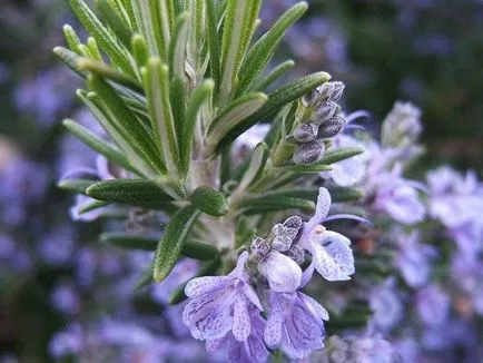 Cultivarea Rosemary Casa
