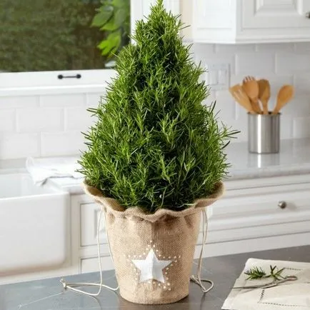 Cultivarea Rosemary Casa