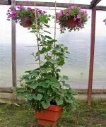 Ce este un spalier pentru castraveți Ce este un spalier pentru castraveți