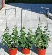 Ce este un spalier pentru castraveți Ce este un spalier pentru castraveți