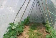Ce este un spalier pentru castraveți Ce este un spalier pentru castraveți