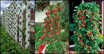 Cultivarea plantelor de căpșun în cutii Cultivarea plantelor de căpșun în cutii
