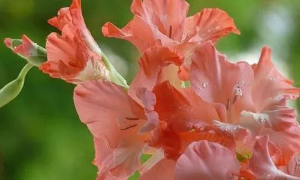 Ce plantat gladiole Ce plantat gladiole