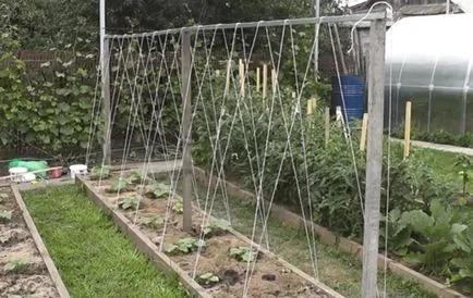 Ce este un spalier pentru castraveți Ce este un spalier pentru castraveți