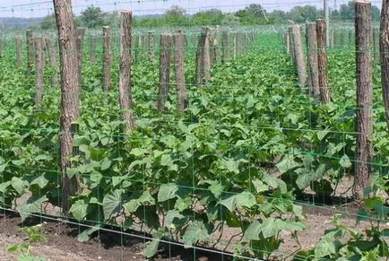 Ce este un spalier pentru castraveți Ce este un spalier pentru castraveți