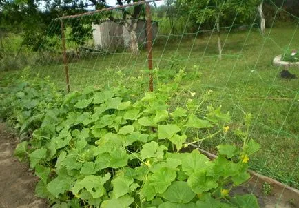 Ce este un spalier pentru castraveți Ce este un spalier pentru castraveți