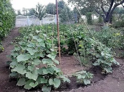 Ce este un spalier pentru castraveți Ce este un spalier pentru castraveți